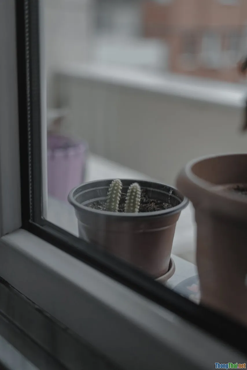 Điều gì khiến cây xương rồng sống lâu bền trong nhà