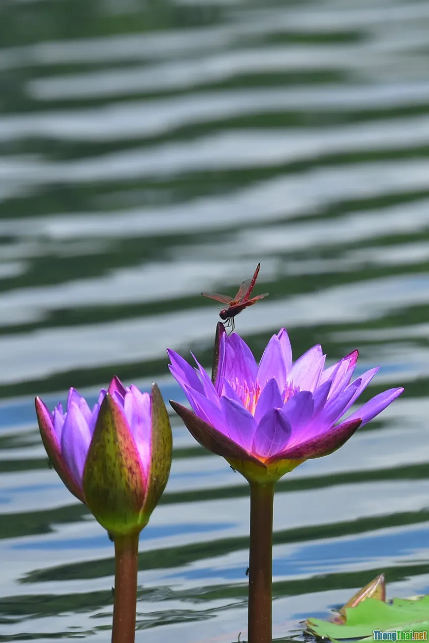 lotus pond fight, flying swords, flying armor, Tsui Hark