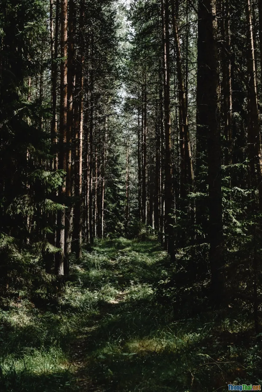 meditation guide, step-by-step, calm start