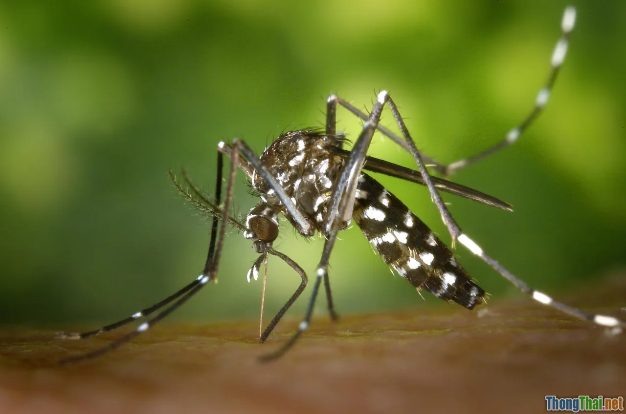 misconception, mythbusting, dengue