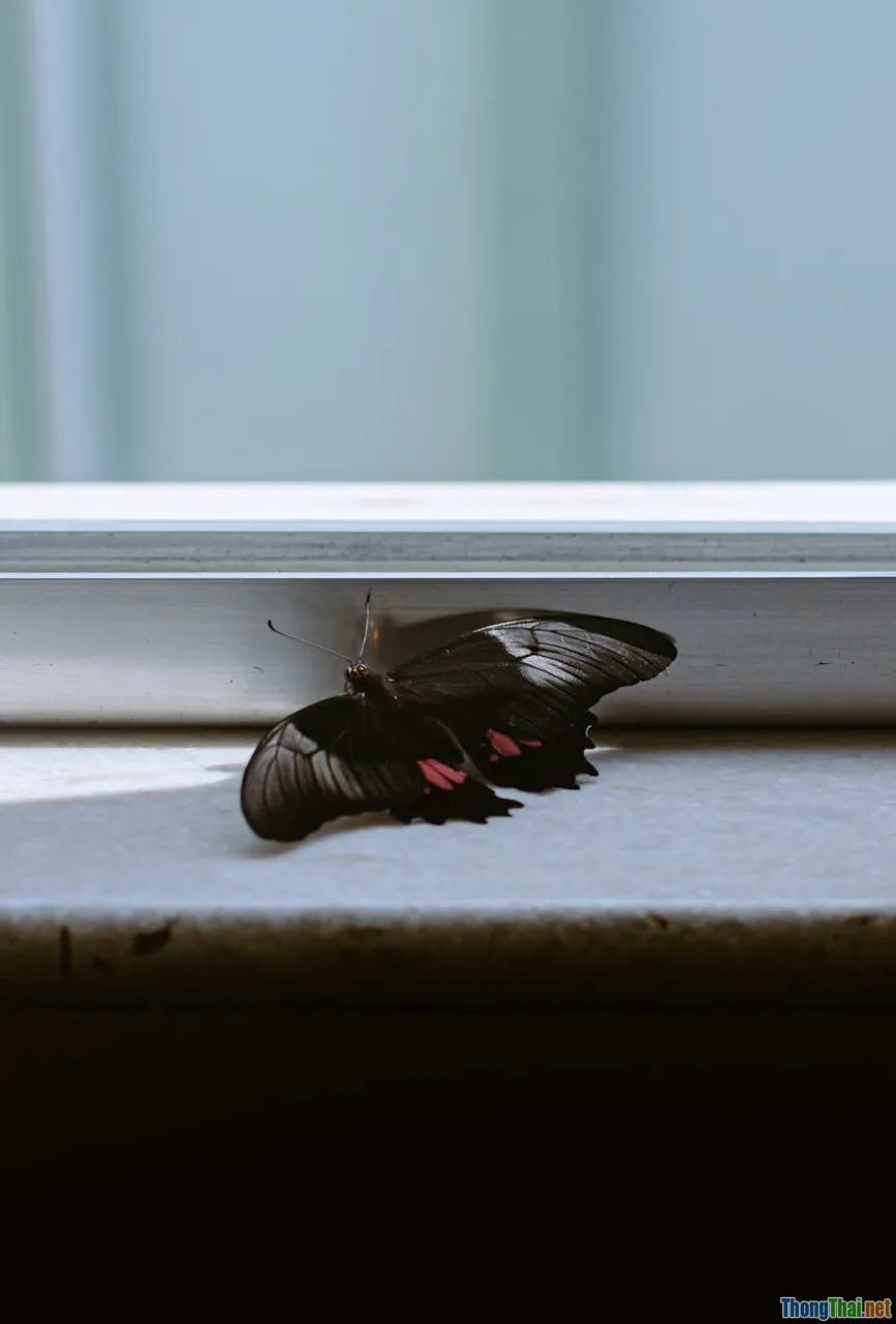 natural light, window sunlight, eco friendly home