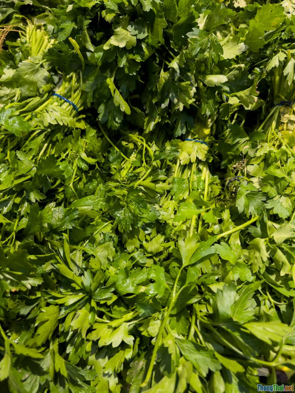 organic food, market, healthy lifestyle