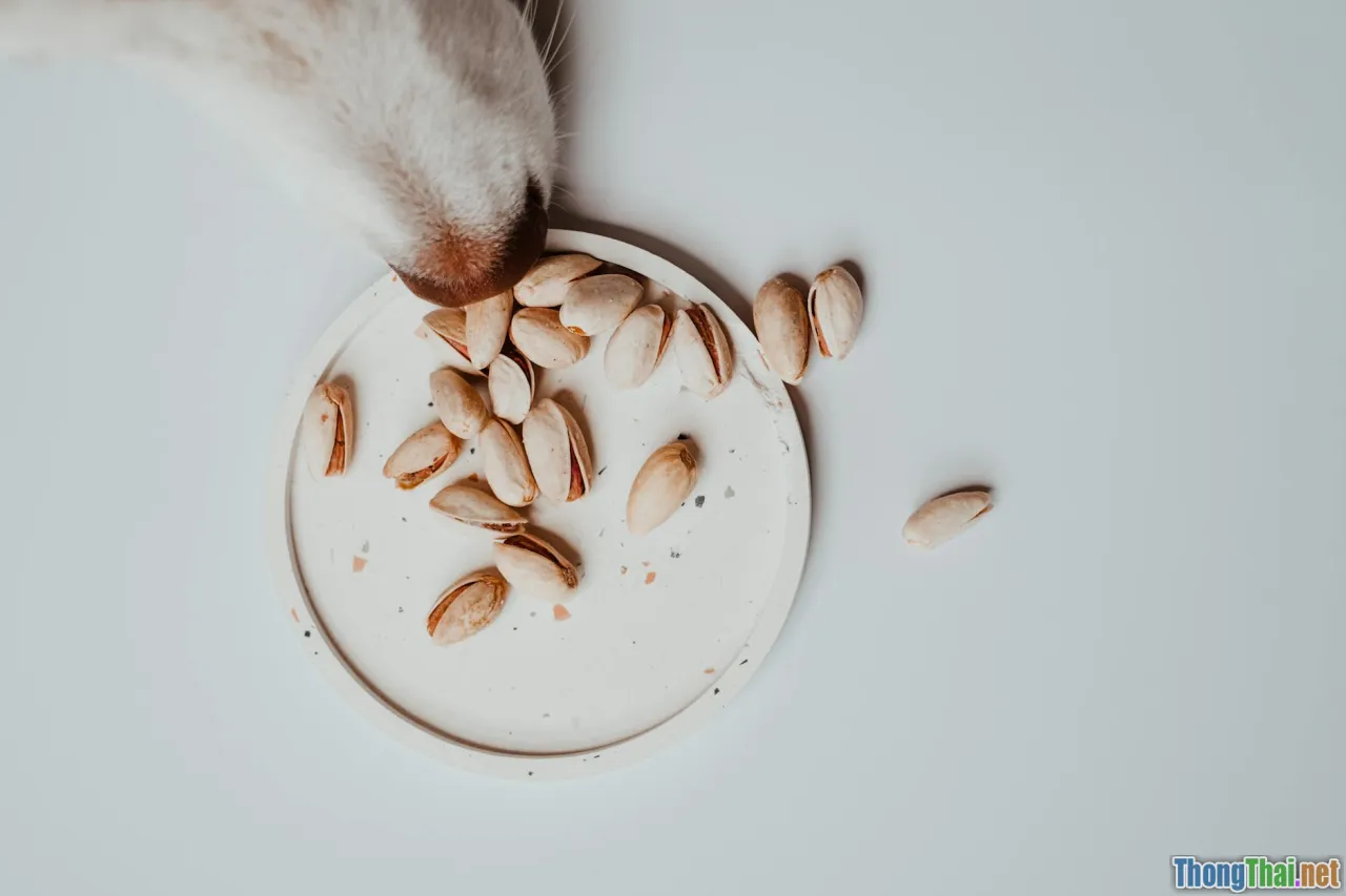 organic pet pate, natural canned food