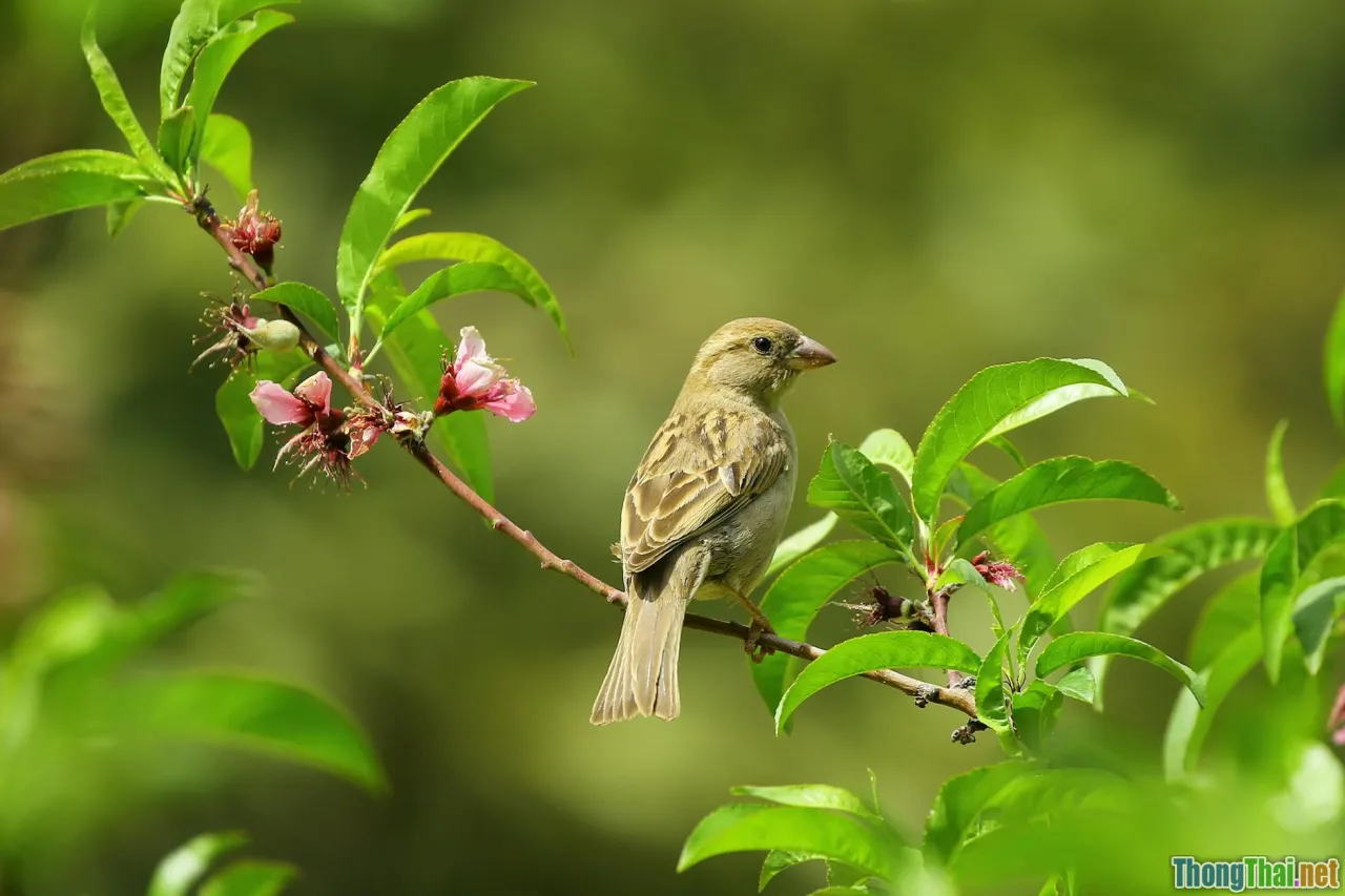 oriental white-eye, small bird, blossoming branch