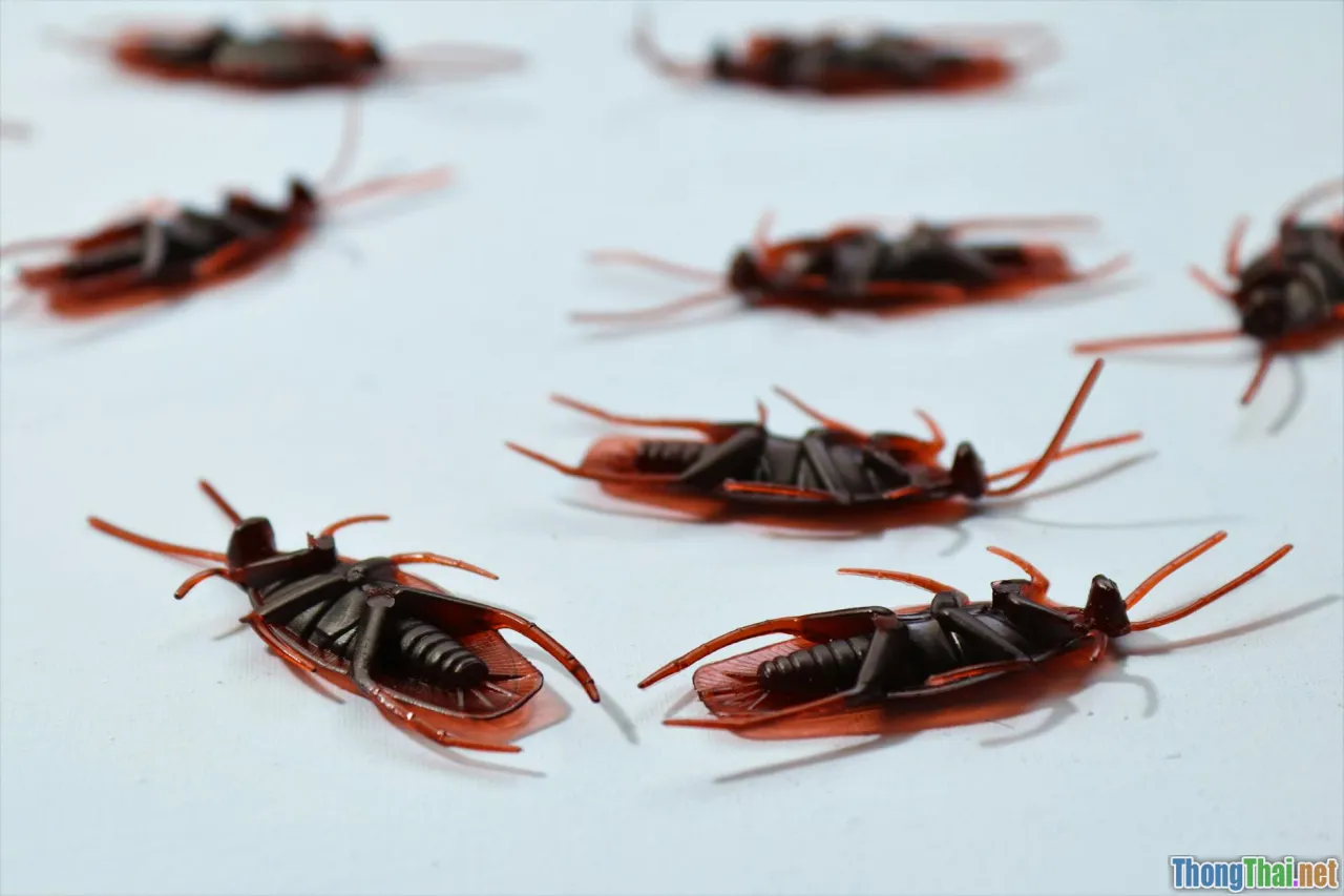 pests control, clean roots, IPM