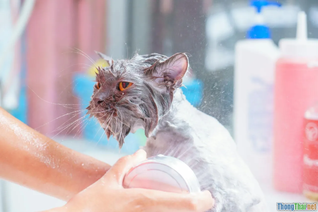 pet care mistake, unhappy pet