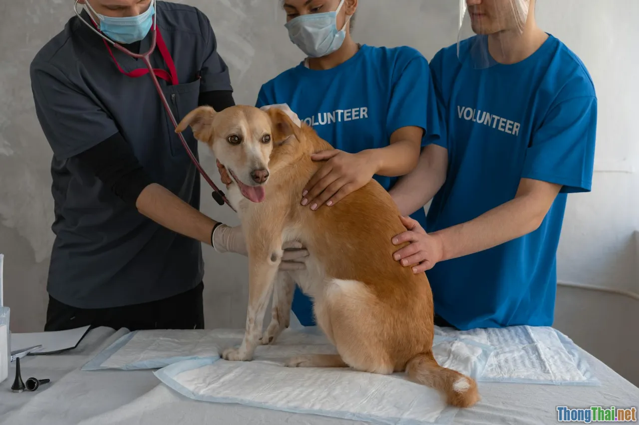 Cảnh báo triệu chứng bệnh nguy hiểm ở chó con