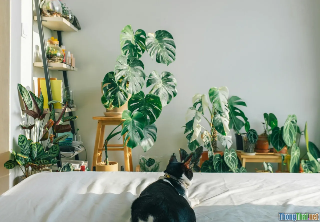 pet-friendly home, indoor plants