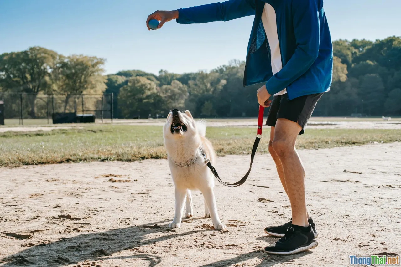 pet health app, mobile diary, pet owner