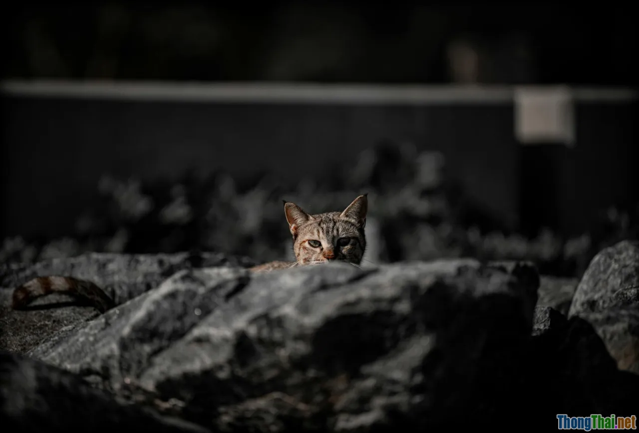 pet photo shoot, dog cat with scarf, creative pet outfit
