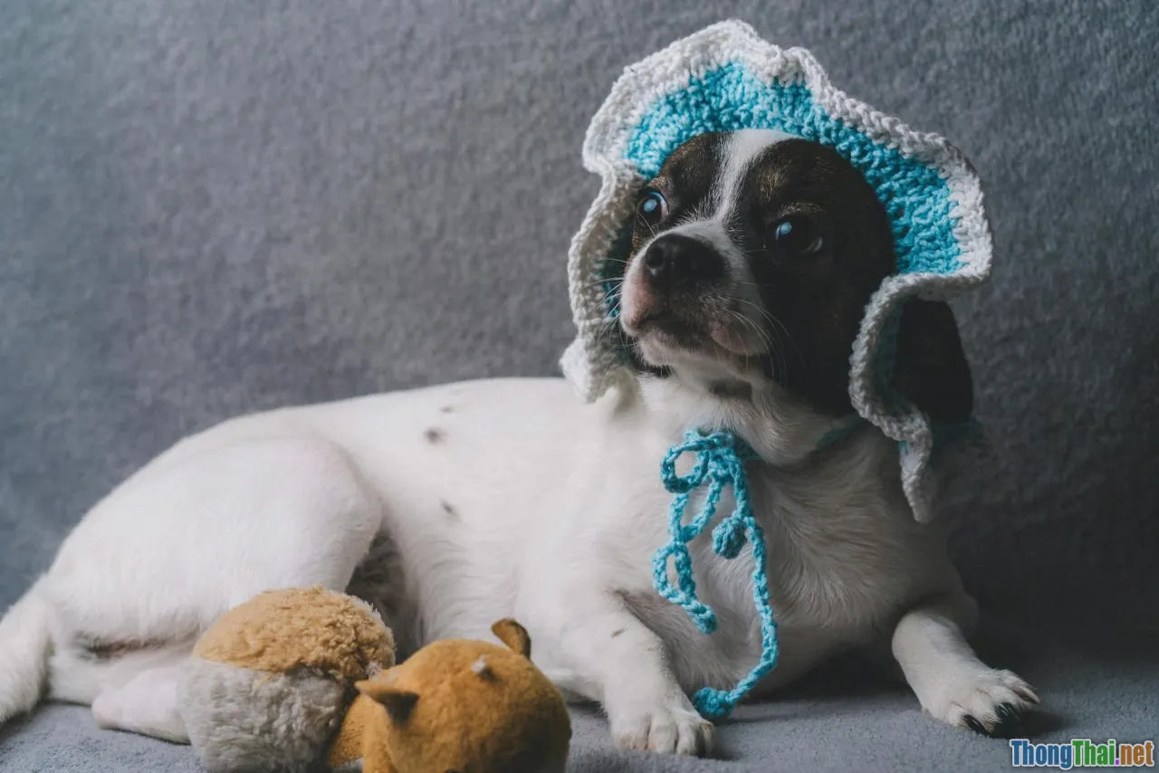 pet sweater, handmade knitting, cute dog