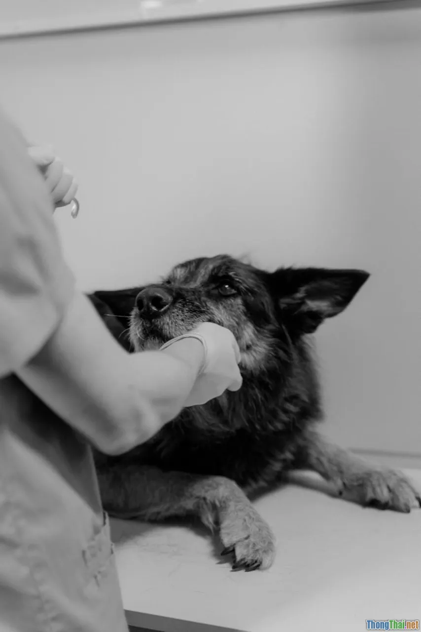 pet vet clinic, worried owner, animal hospital