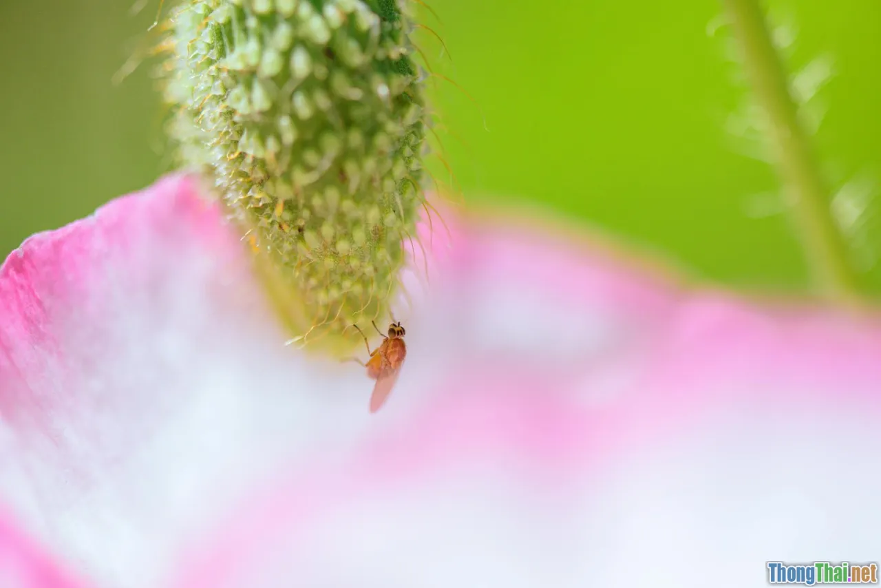 pitfalls, subtle bugs