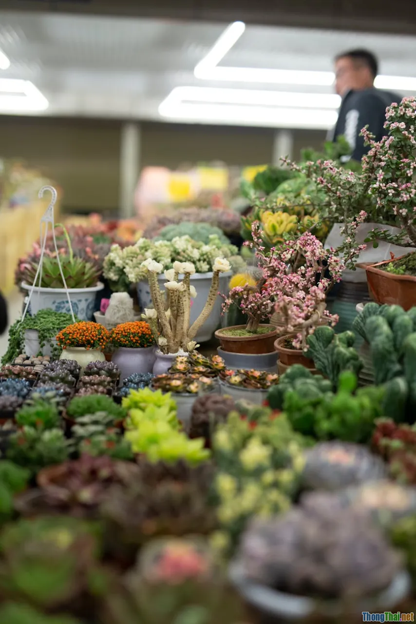 plant shopping, nursery, healthy cactus, inspection