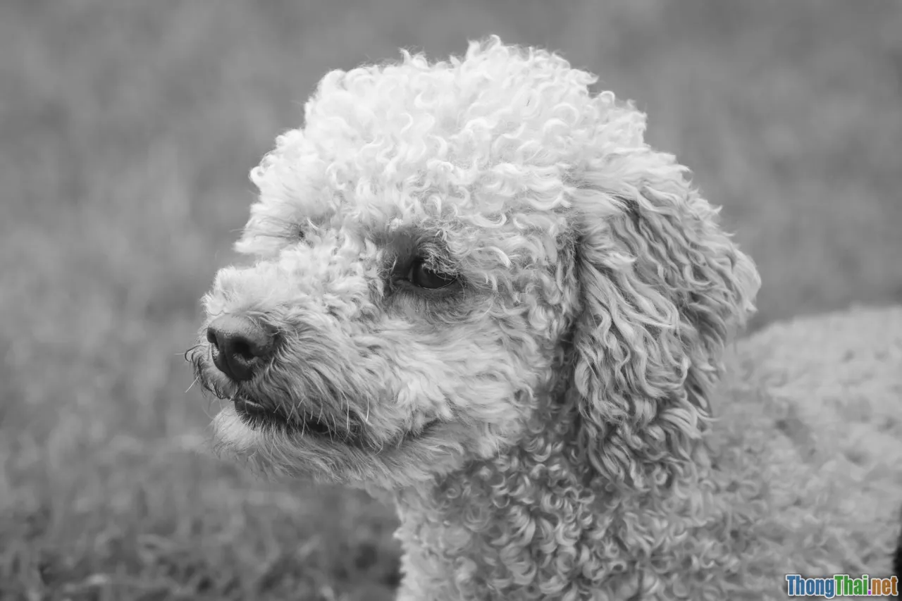 poodle fur, detailed hair, curly dog