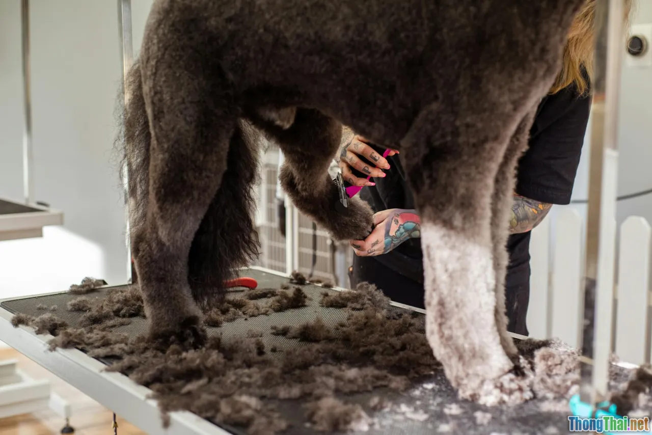 poodle grooming styles, scissors, salon