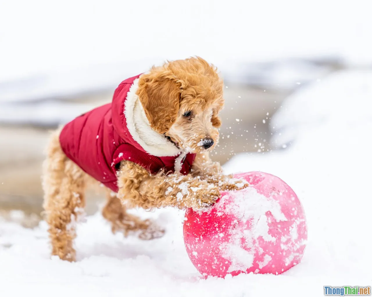 Giải mã lý do Poodle cuốn hút hội yêu thú cưng