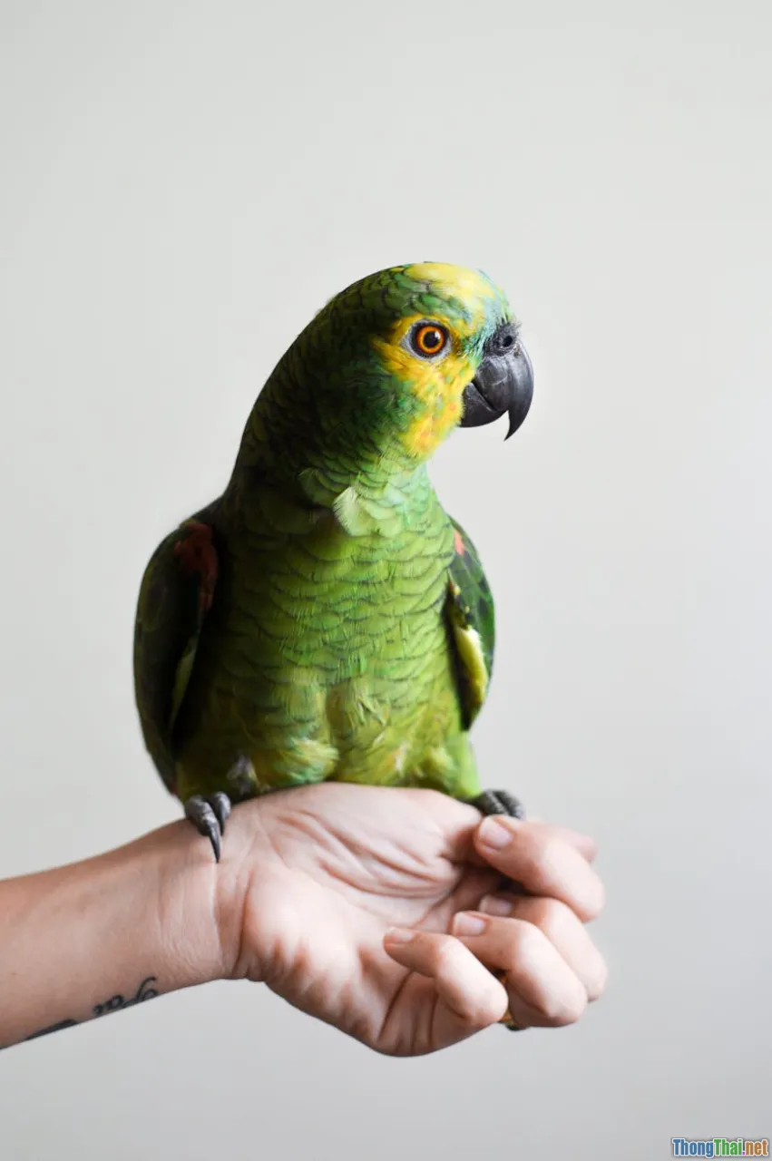 popular pet birds, easy birds, home birds