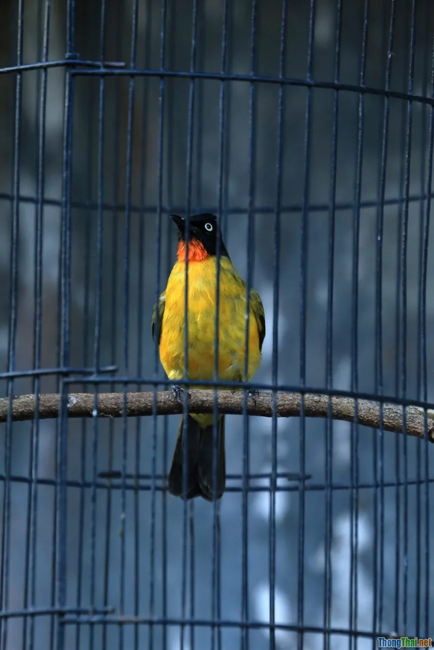 red-whiskered bulbul, cage bird