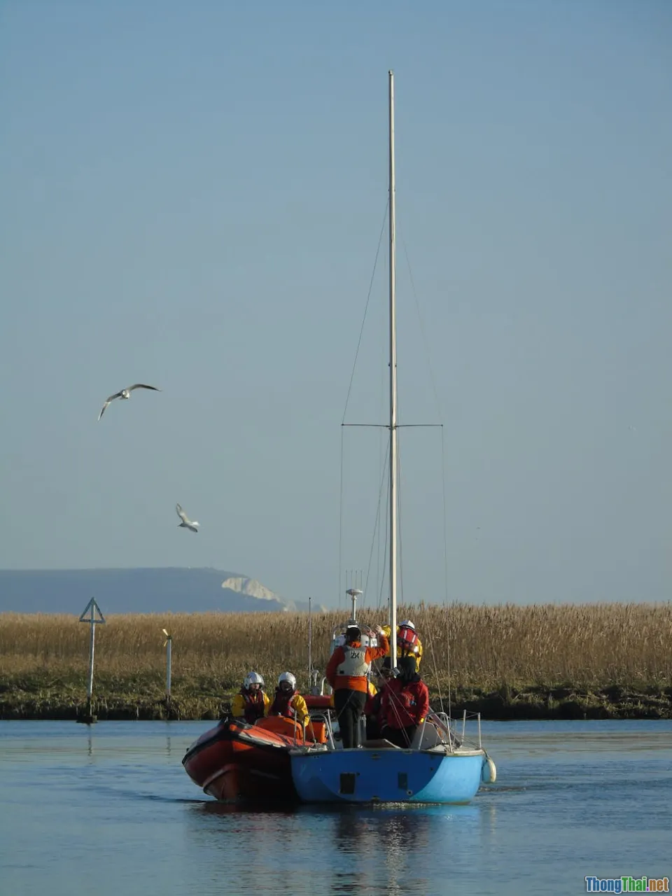 rescue team, transport crate, veterinary, moon bear