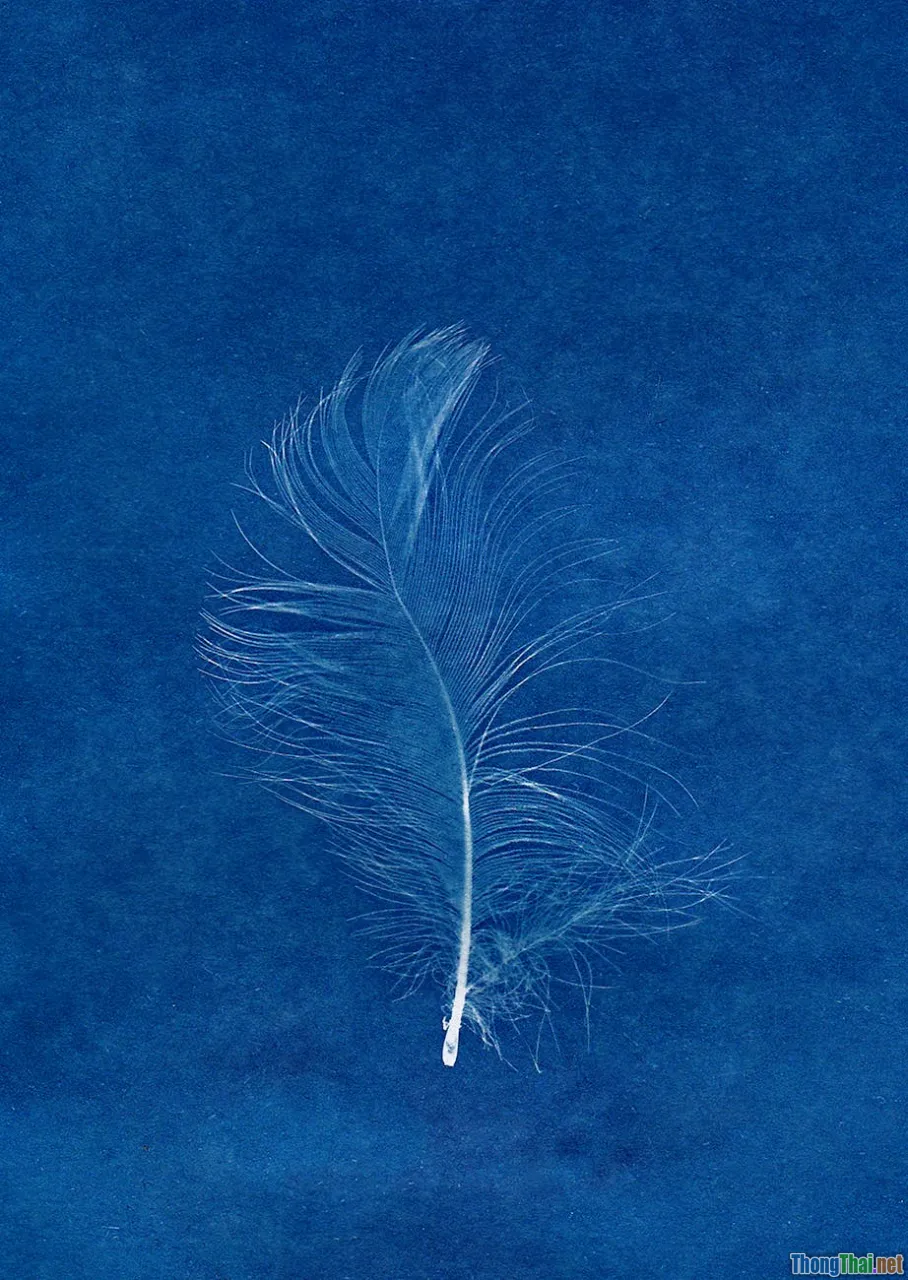 resin art, cyanotype, collage