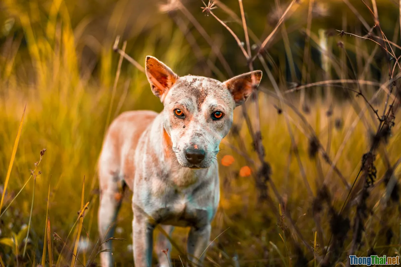 sad abandoned dog, animal shelter