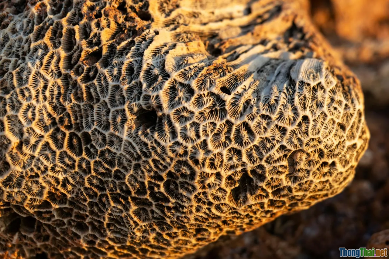 scalp sores, blisters, close up