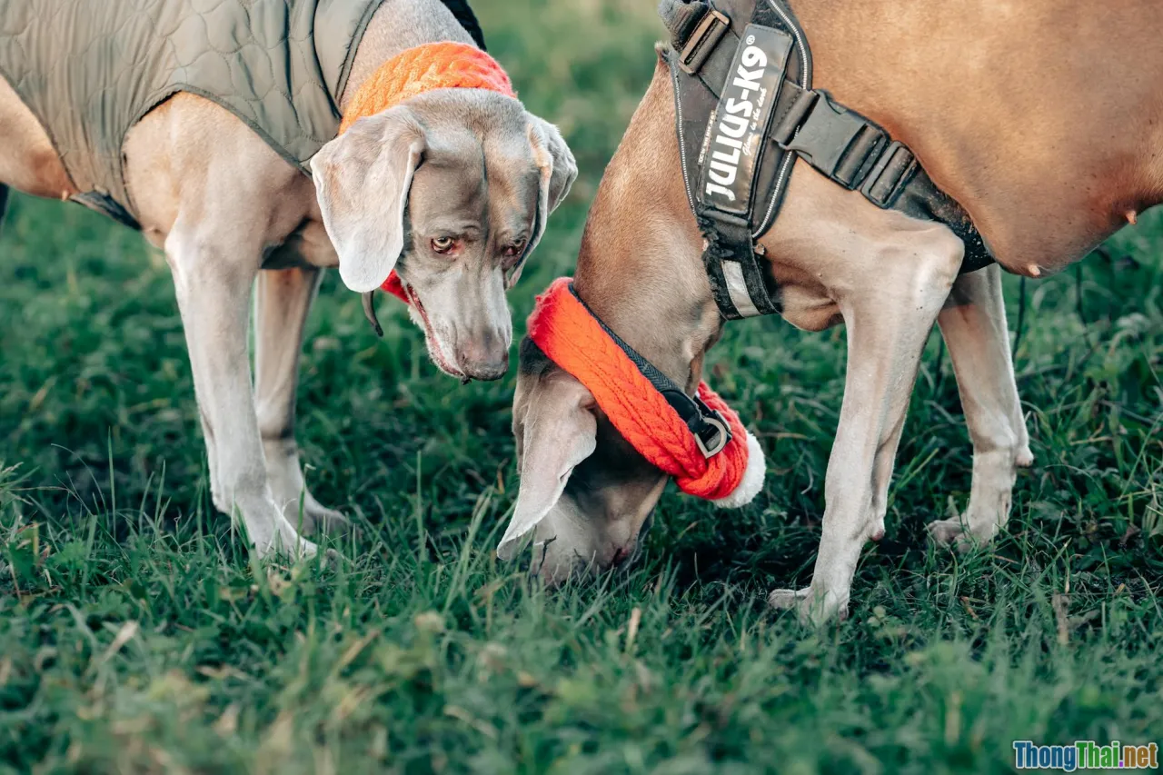 scent work, nosework, AR treasure hunt, park