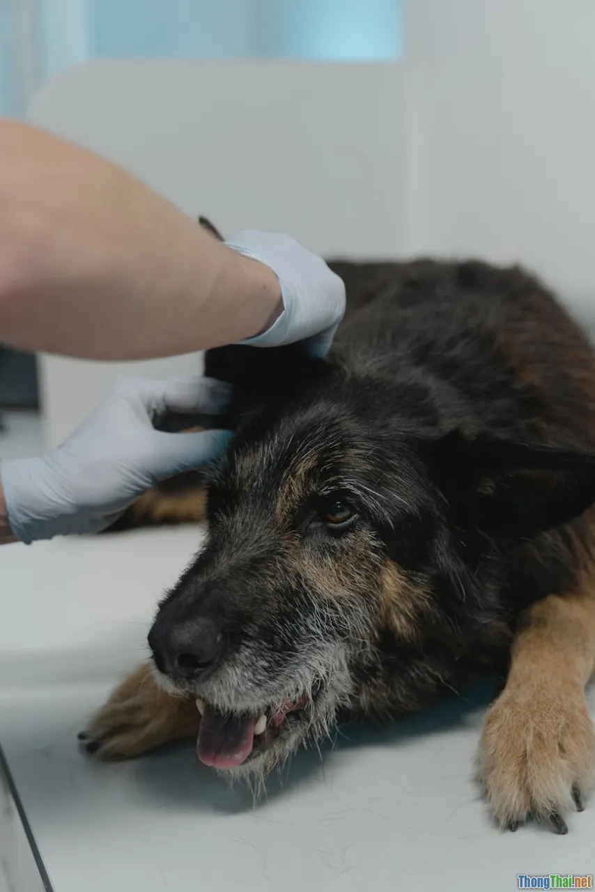 senior dog, medical check