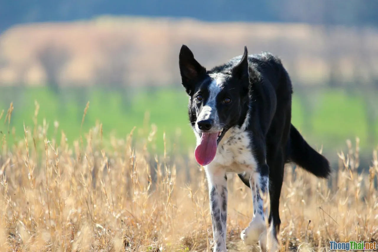 smart farming, agriculture sensors