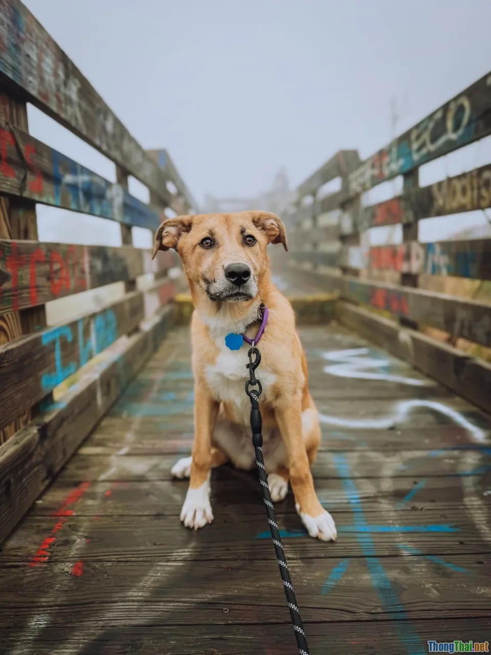 socialization, urban dog