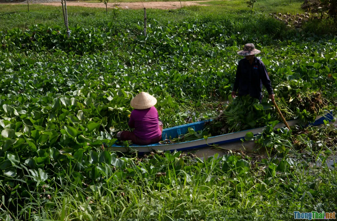 southern Vietnam, swamp, childhood, boat