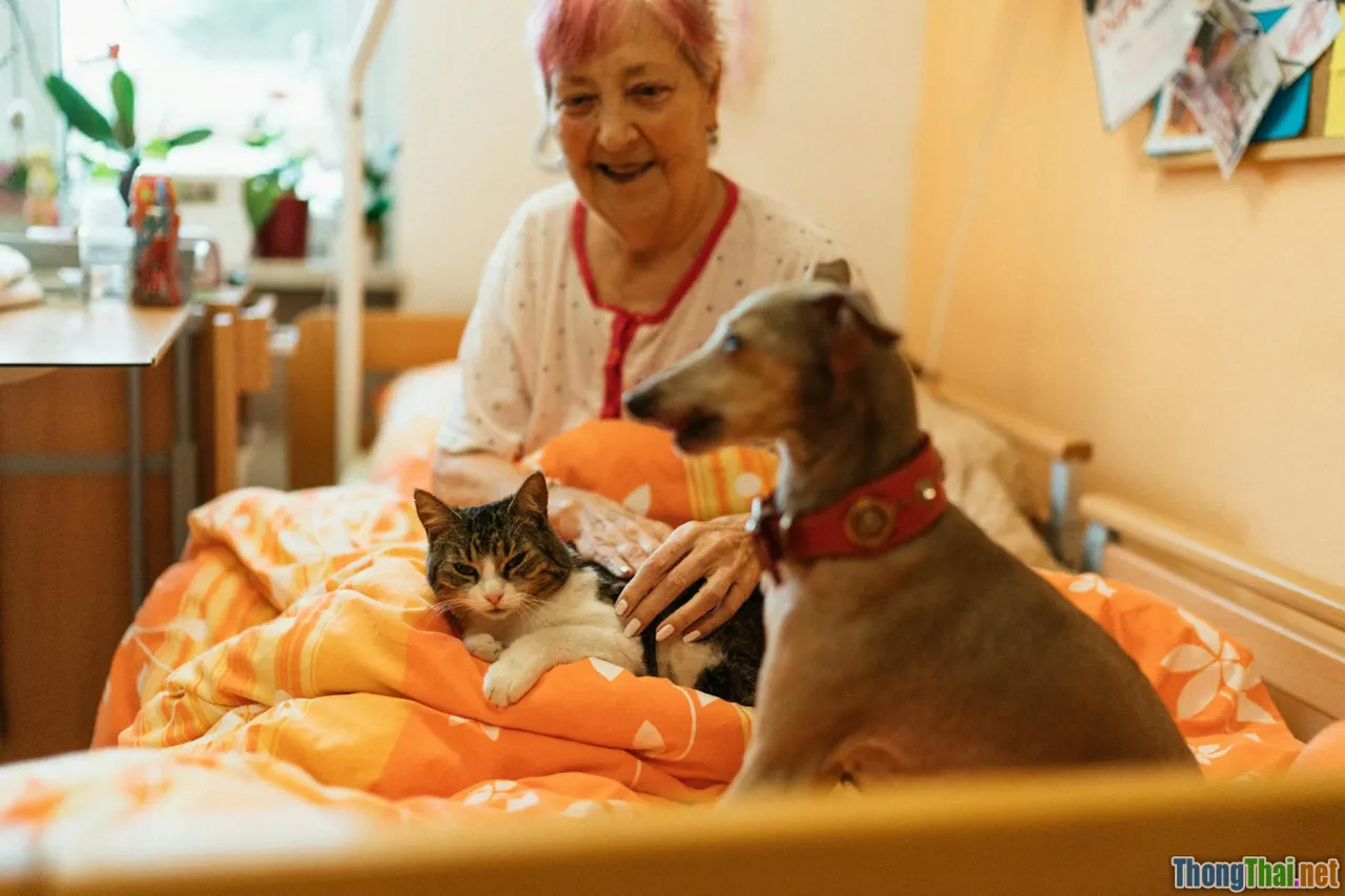 storytelling, seniors, dog and cat, home life