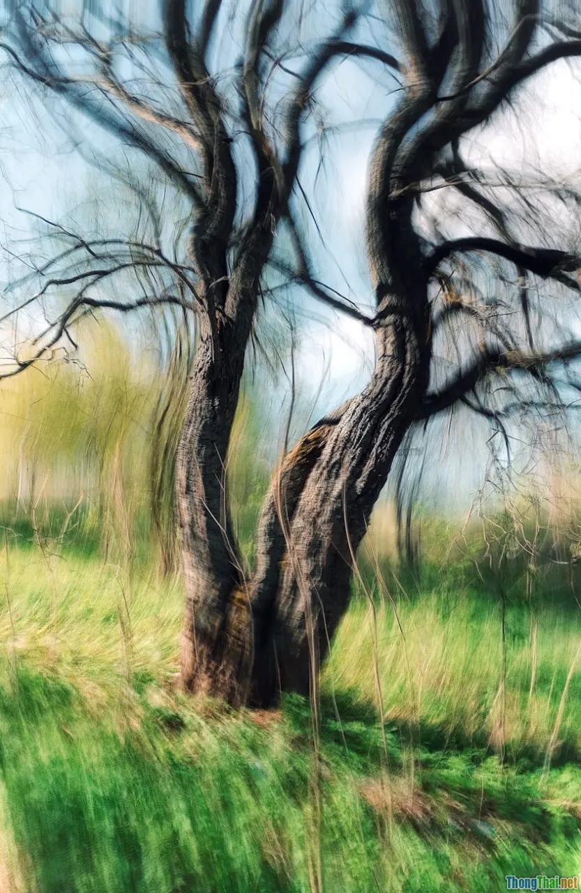 stress reduction, immune boost, forest healthy life