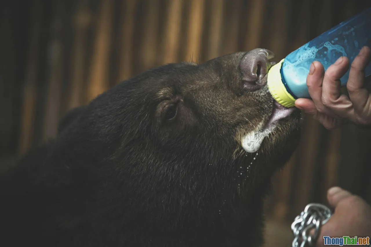 Thực hư các trại bảo tồn Gấu ngựa ở miền Bắc