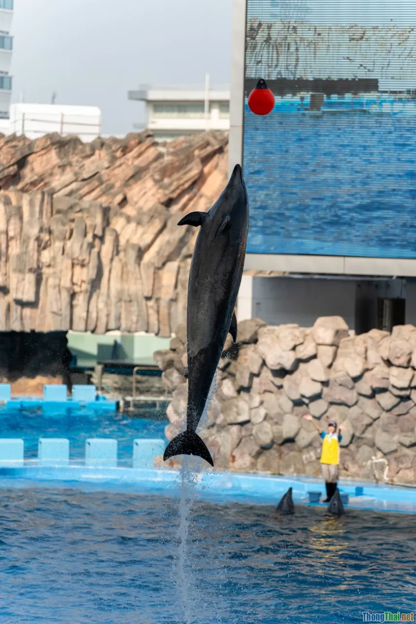 target audience, ad optimization