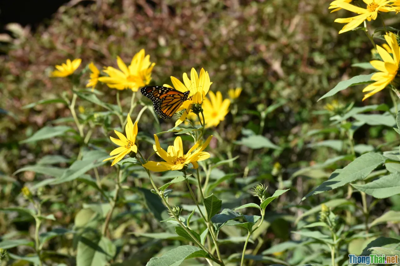 testing, deployment, migration, ci cd