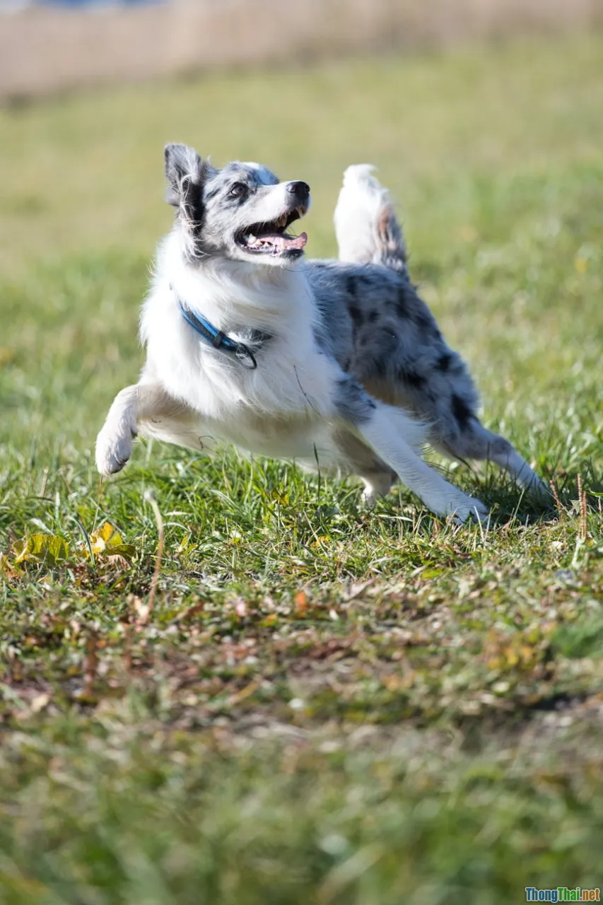 training schedule, calendar, puppy training