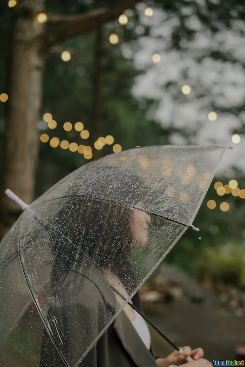 transparent umbrella, raindrops bokeh, couple photography, fog forest