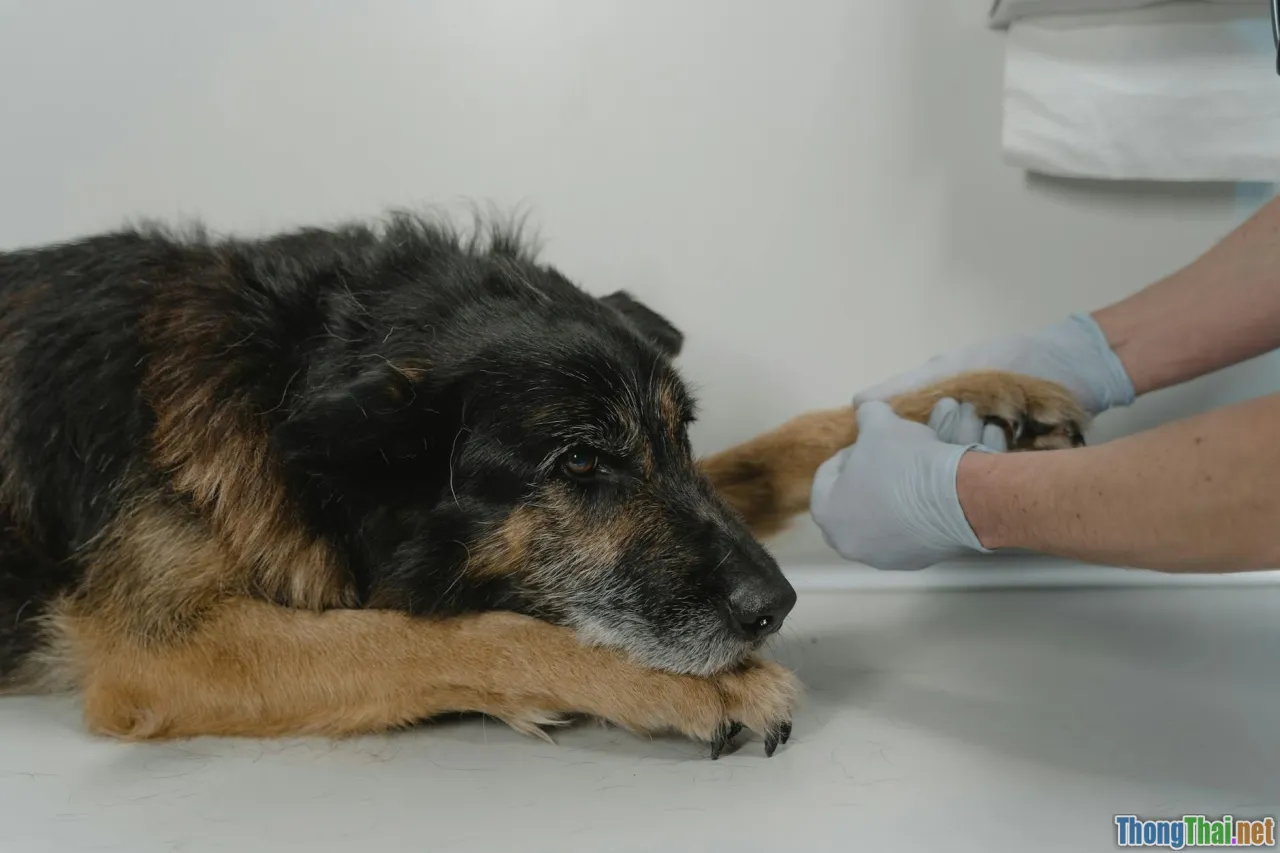 veterinarian examine pet, emergency pet care