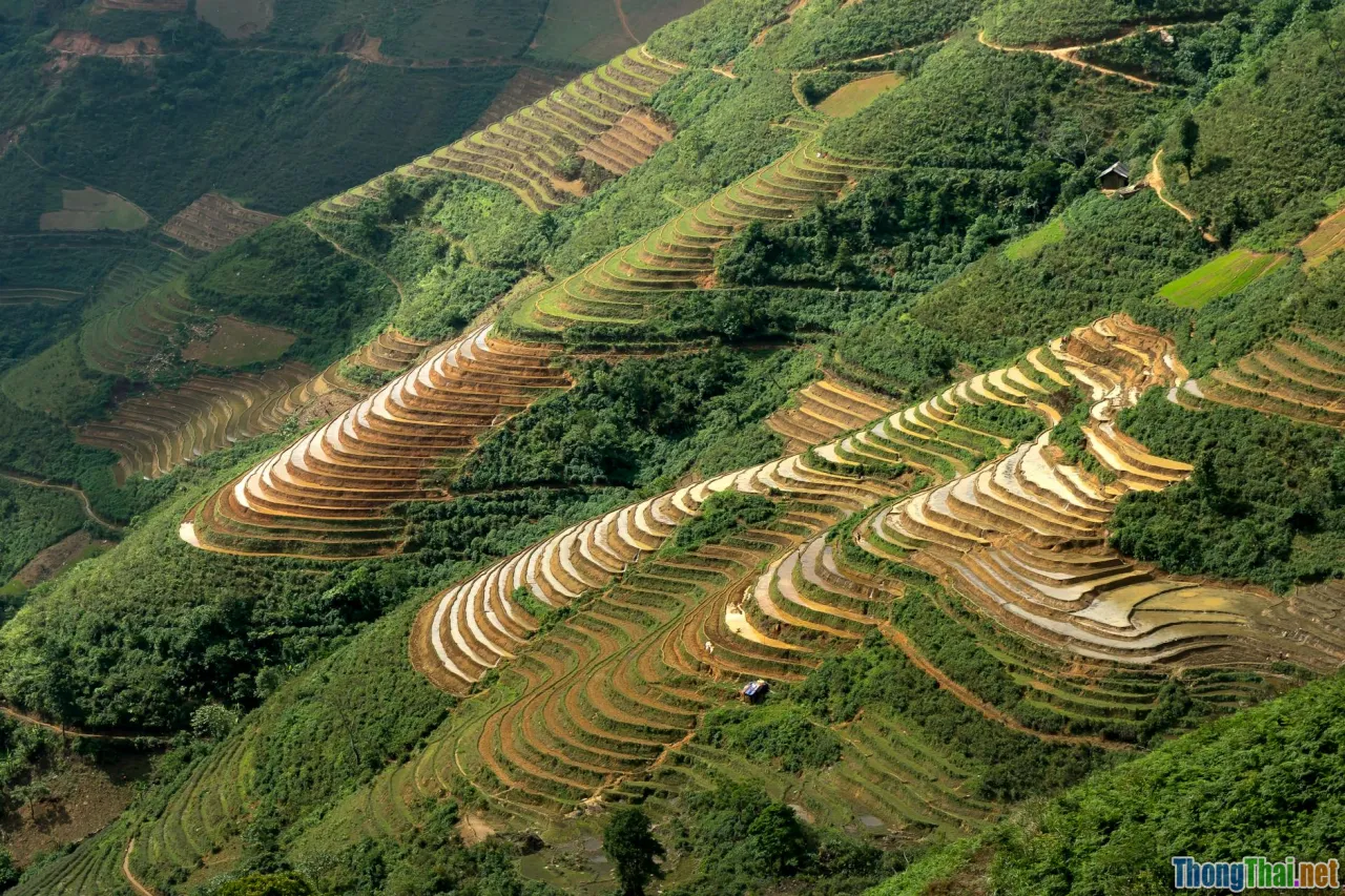 vietnam agriculture, biotechnology, green field