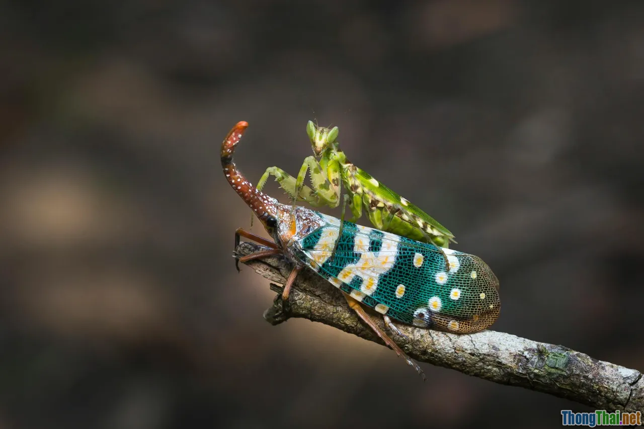 wifi forensics bug hunting