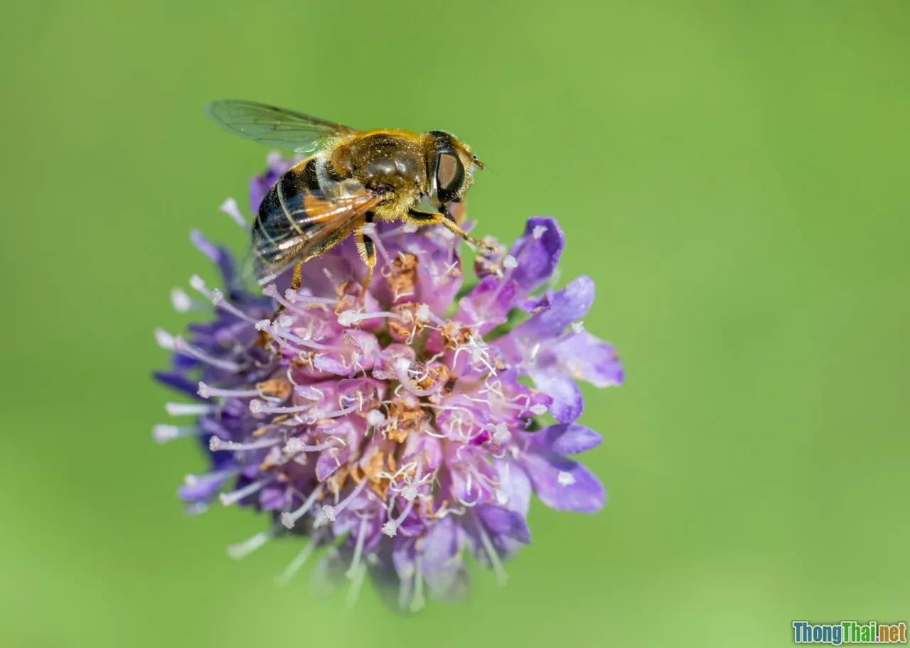 wildlife science, animal facts