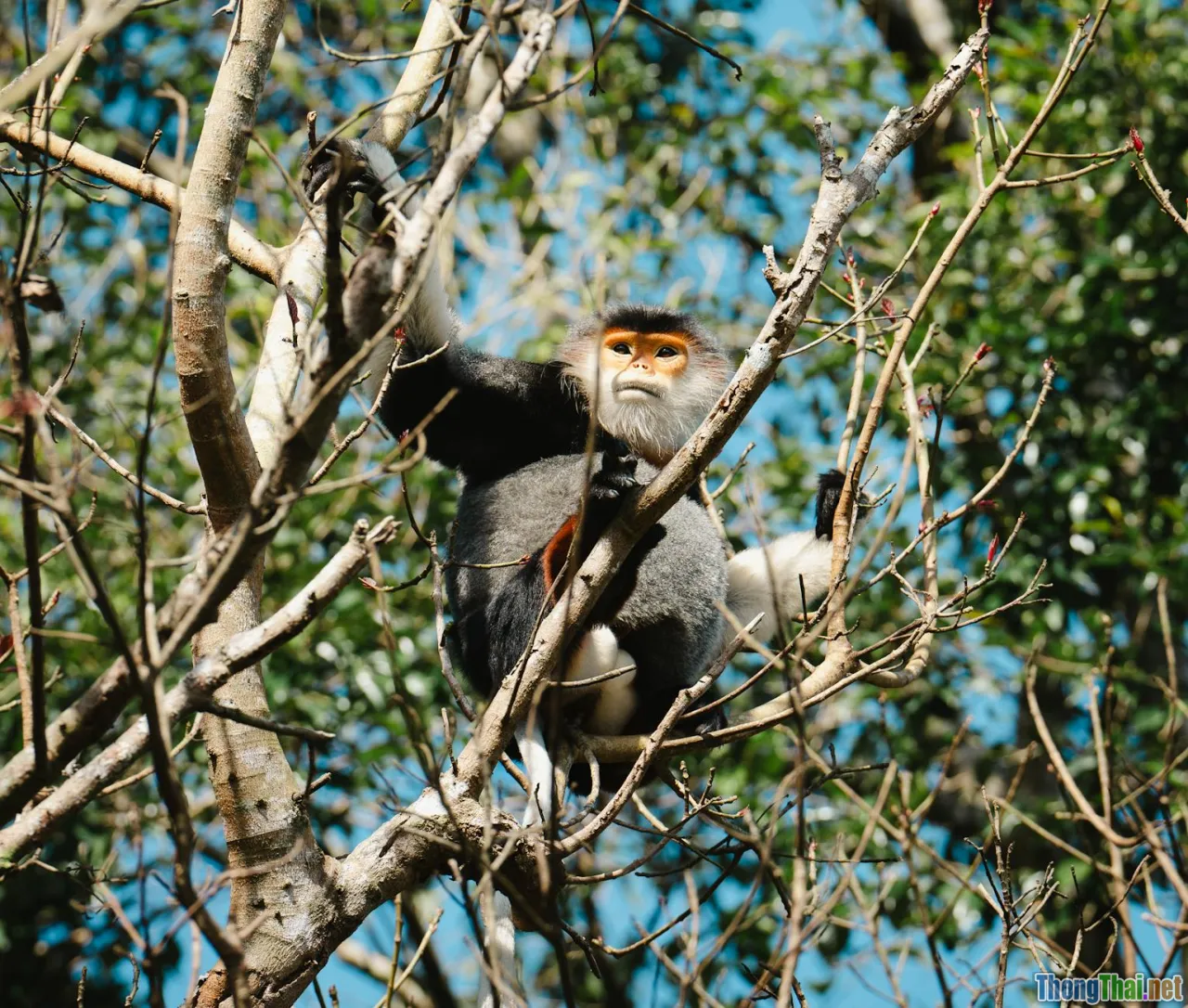 Khám phá 5 cách bảo vệ động vật hoang dã tại Việt Nam