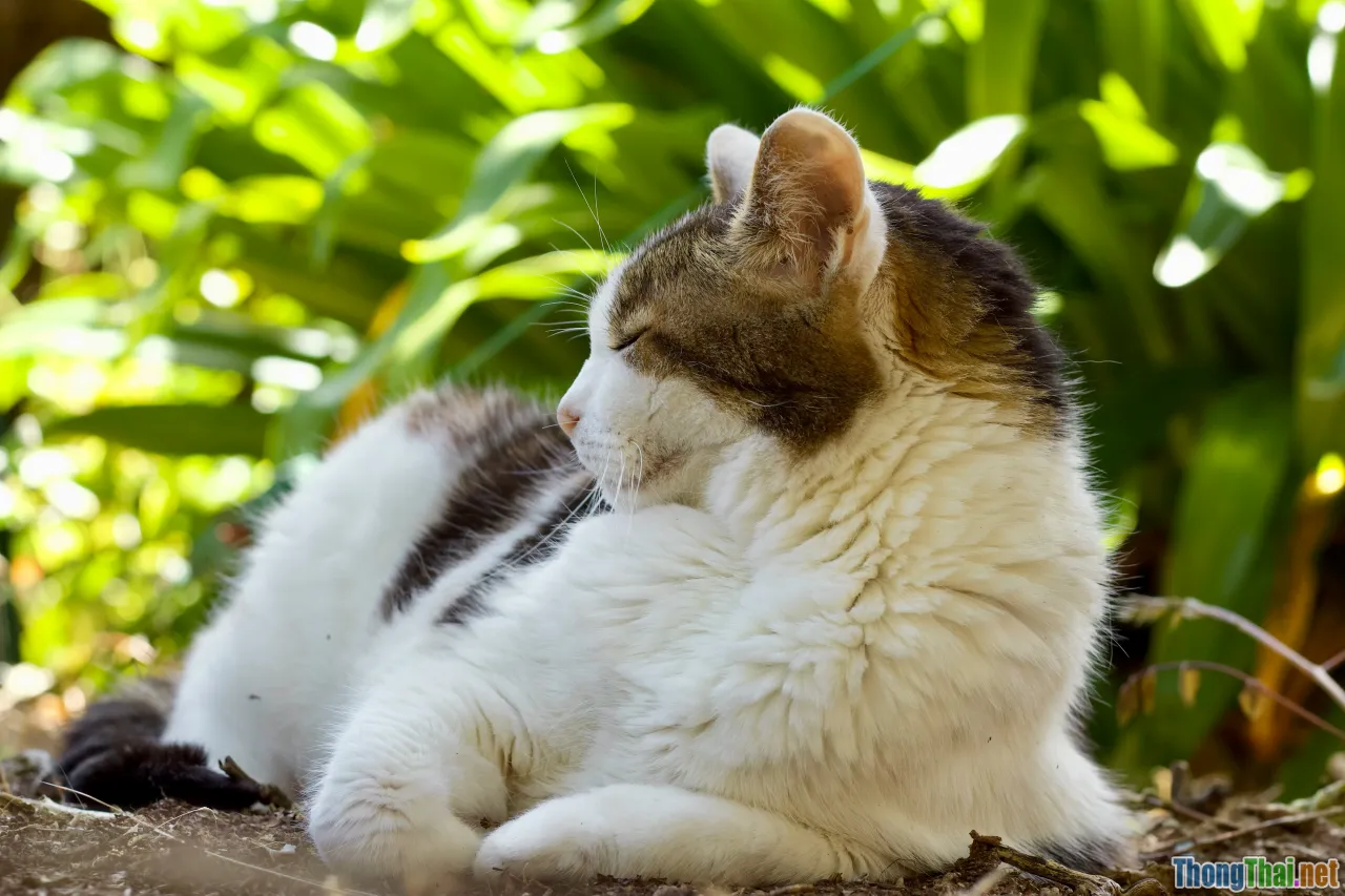 5 lợi ích bất ngờ khi cho mèo tập luyện