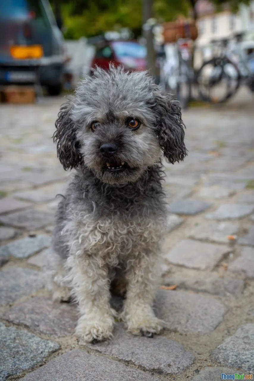 Bí quyết huấn luyện Poodle phát triển trí tuệ vượt trội