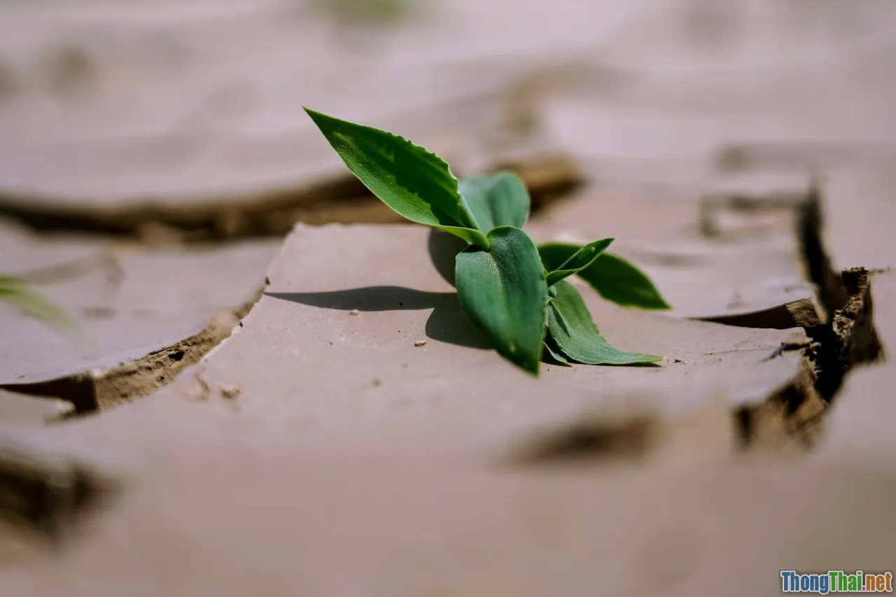 5 phim tài liệu về thiên nhiên khiến bạn muốn thay đổi lối sống ngay lập tức