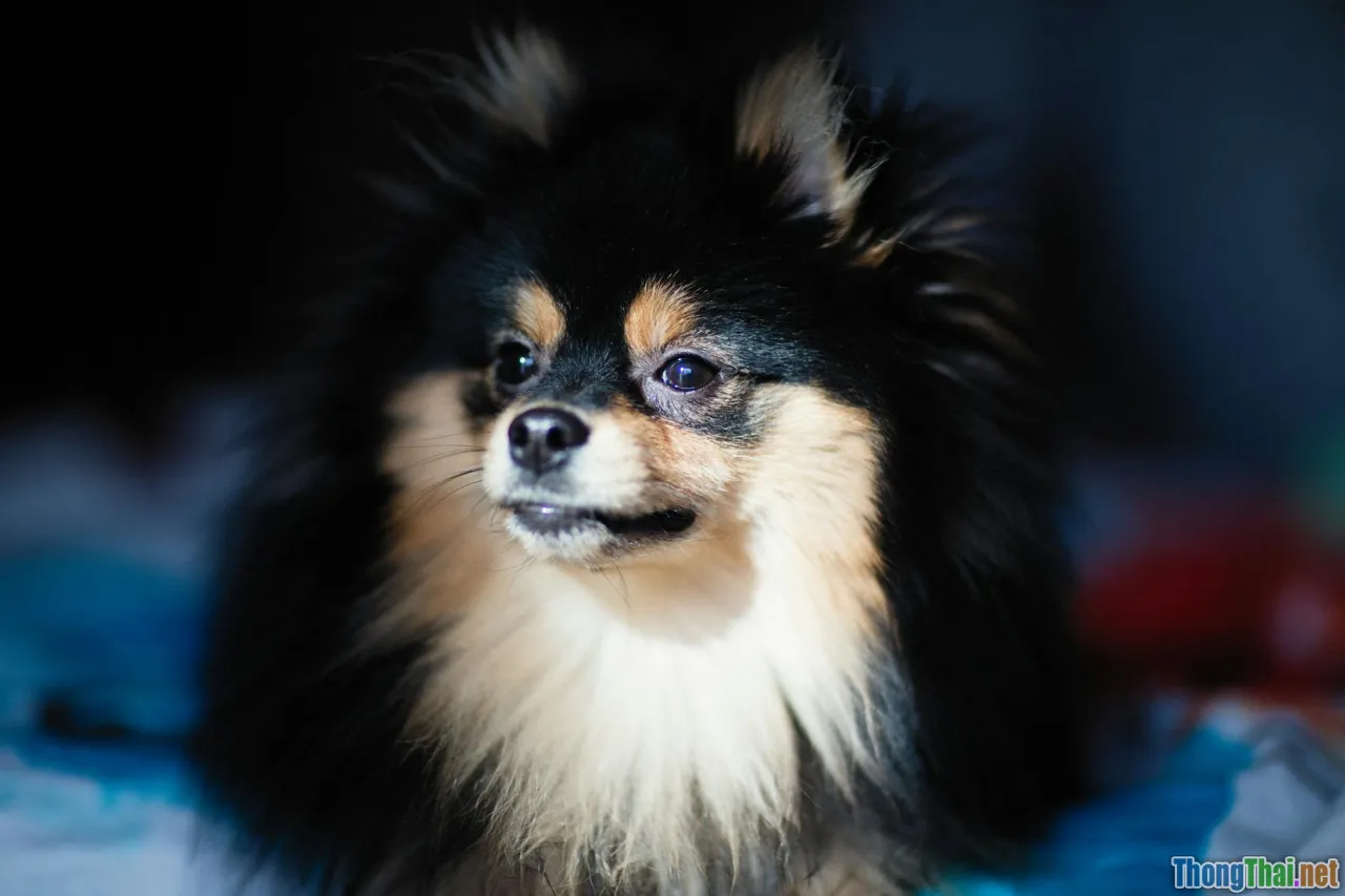 6 giống chó nhỏ phù hợp nhất cho người độc thân sống ở chung cư