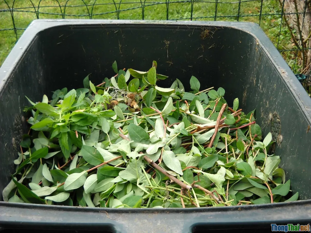 Bạn thường bỏ đi rau héo Nhưng nên giữ lại