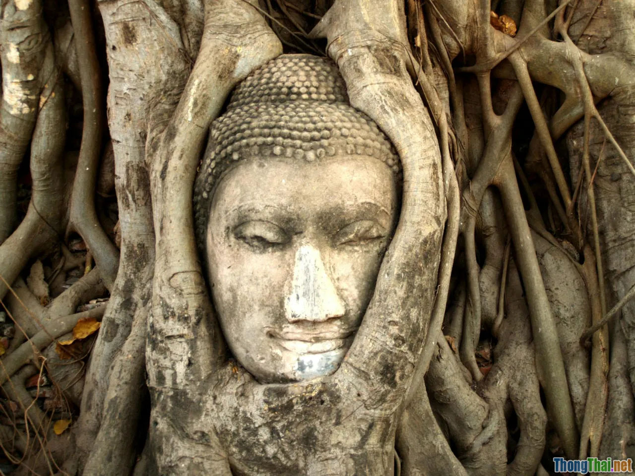 Bí mật cây bồ đề thiêng trong Phật giáo